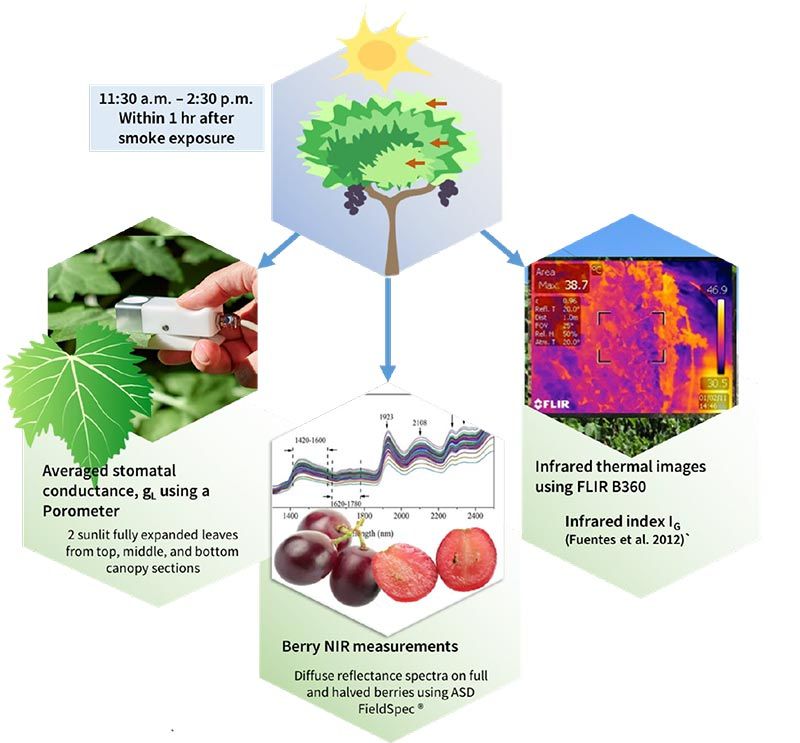 Top block shows vine with fruit. The three images below indicate what inputs feed the machine learning algorithm that determines if the grapes were contaminated by smoke. They are: (Left) Canopy measurements using a Porometer, (Middle) Grape NIR measurements, and (Right) Infrared thermal images.