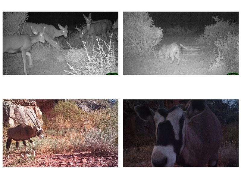 Figure 5.  Top: two grayscale infrared images.  Bottom: two full-color images of an oryx.