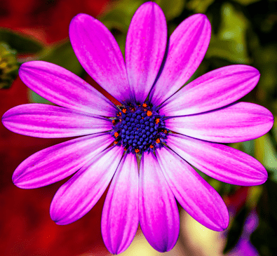 Improve Performance of Edge Detection Algorithm Using Automatic Parallelization