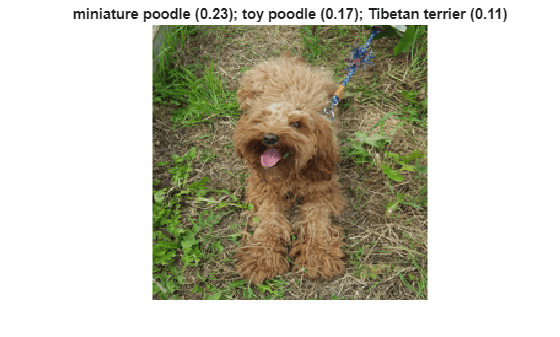 Figure contains an axes object. The hidden axes object with title miniature poodle (0.23); toy poodle (0.17); Tibetan terrier (0.11) contains an object of type image.