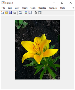Image of a flower displayed in a figure window.