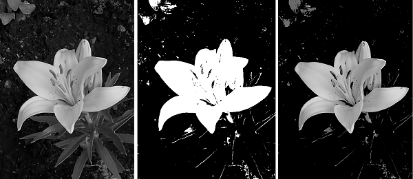 Grayscale image of a flower and binary mask using the imbinarize function. Bright pixels such as the flower petals belong to the ROI.